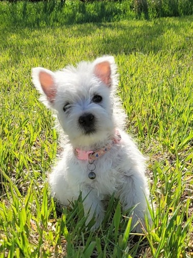 West Highland White Terriers