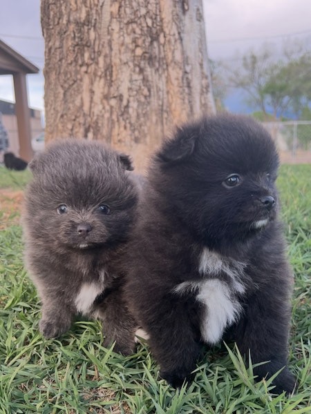 Royal Paws of Colorado: Quality Pomeranian Puppies Available for Adoption!