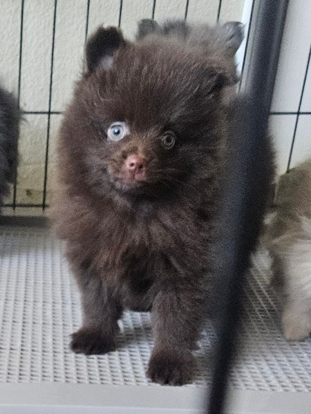 AKC Pomeranian puppies