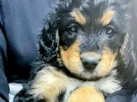 F1 Standard Bernedoodle puppies