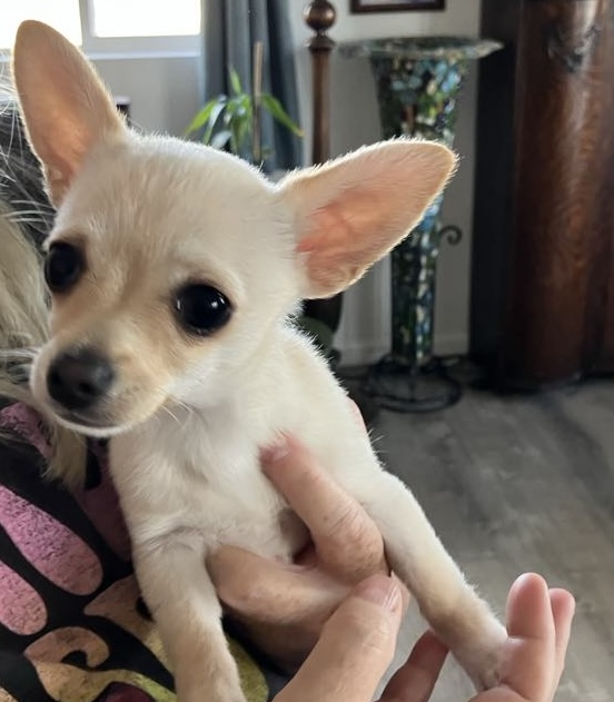 Chiweenie puppy