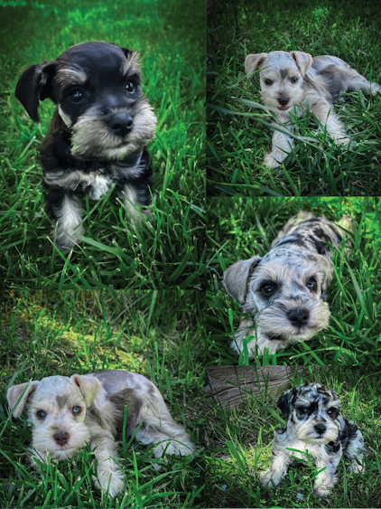 Miniature Schnauzer Puppies