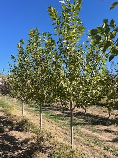 Trees For Sale