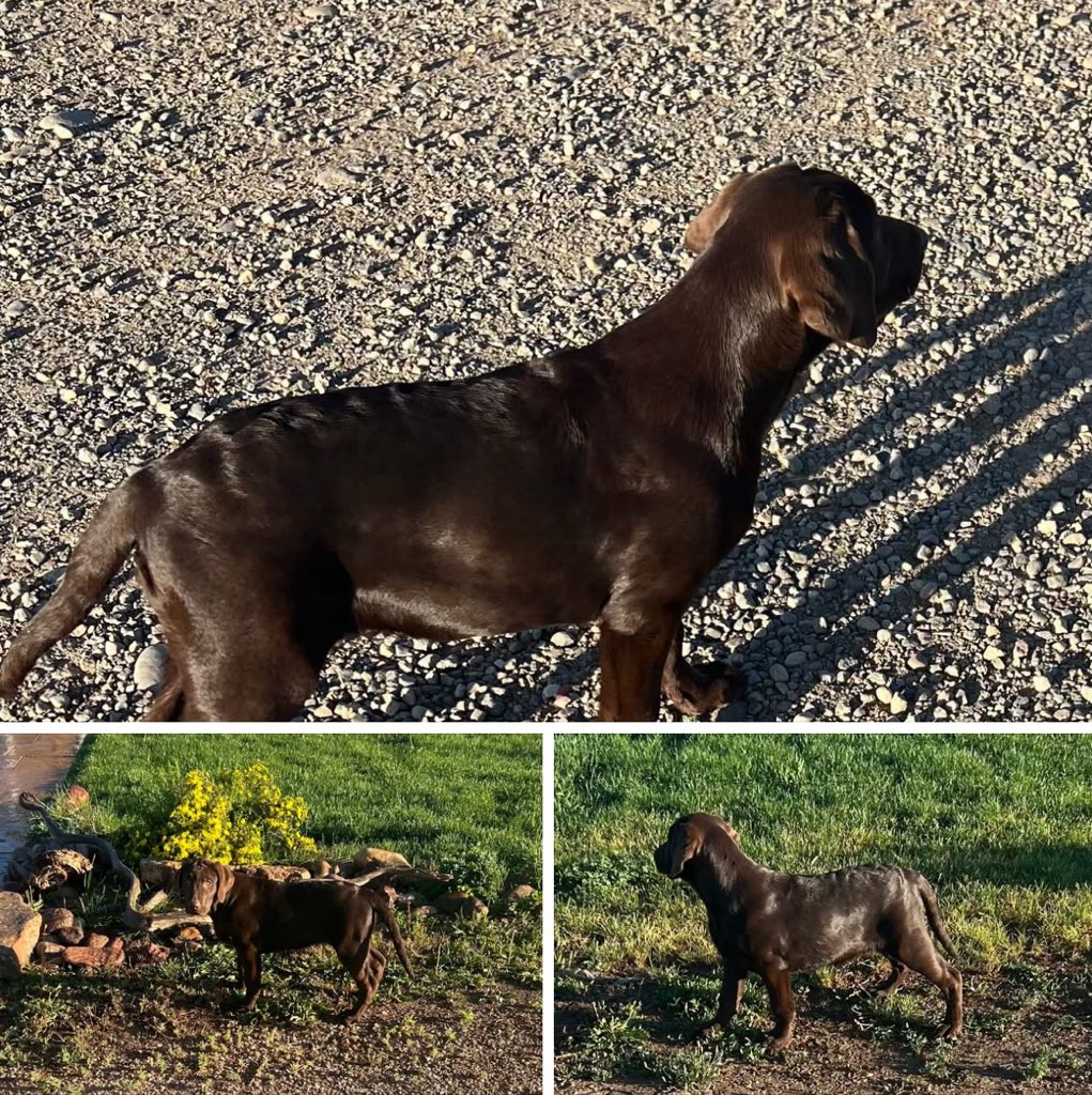 AKC CHOCOLATE LABS