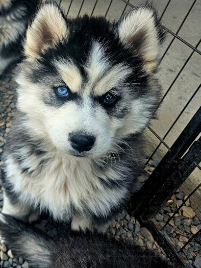 AKC Siberian Huskies