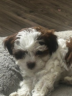 Bichon Frise/Shitzu