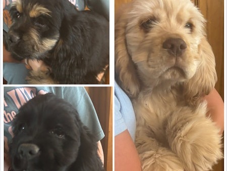 AKC American Cocker Spaniel Puppies