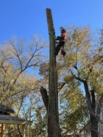 JT Tree Service