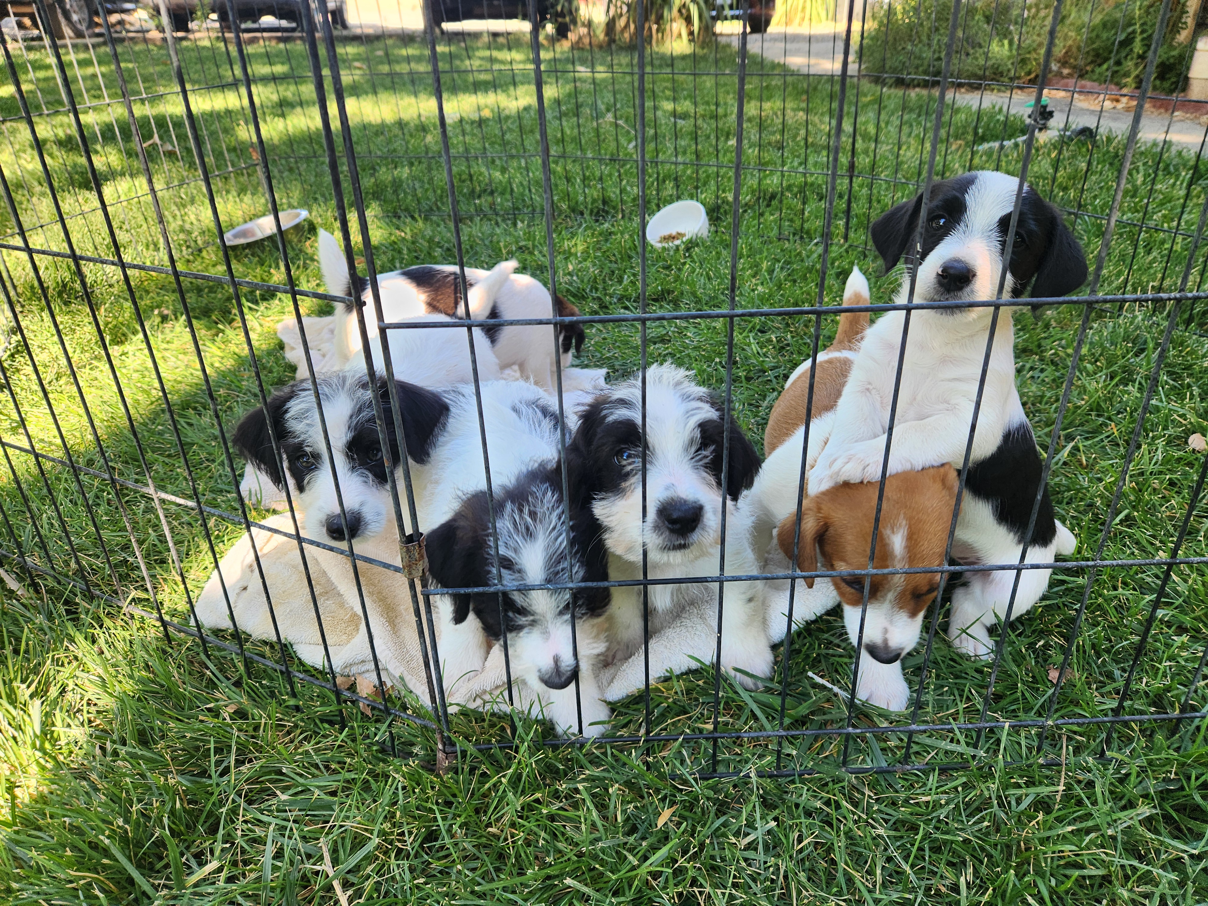 jack Russell Terriers