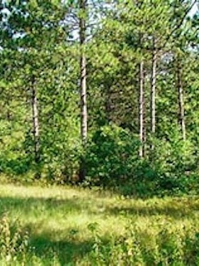 53 Wooded Acres of Recreational Property