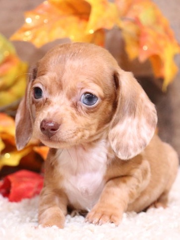 Toy Australian Shepherd puppies & Miniature Dachshund puppies