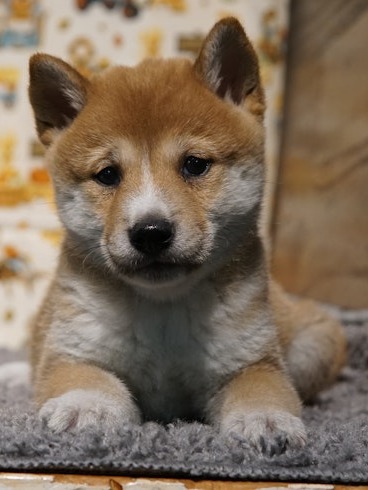 Shiba Inu puppies for sale $1250!