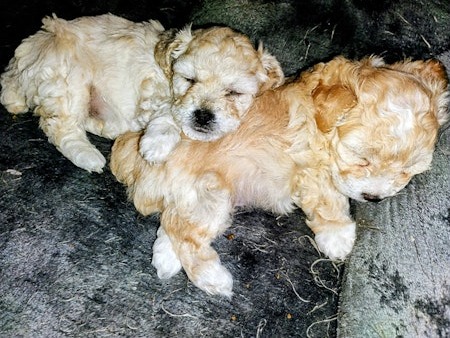 Playfull Miniature Bichon Pups