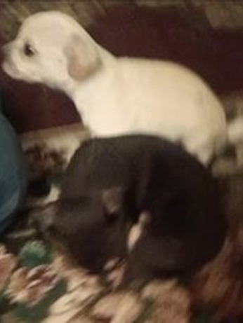 2 Chihuahua's For Sale