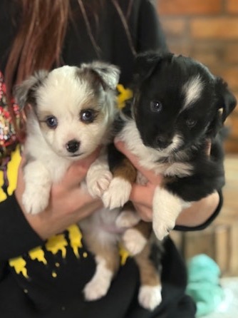 Toy Australian Shepherd