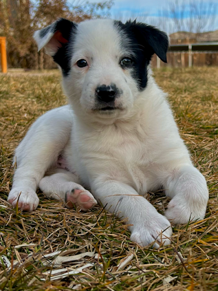 Farm & Family Puppies $250