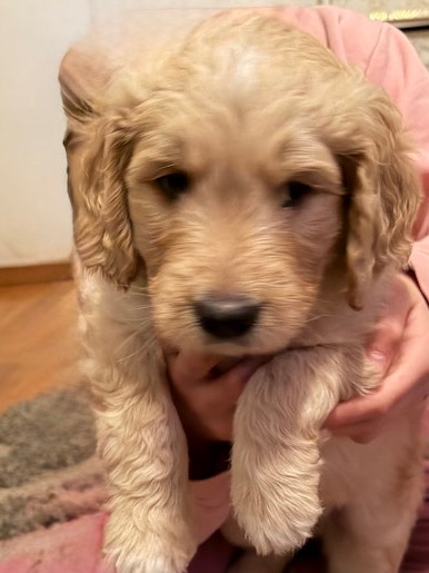 Goldendoodle puppies