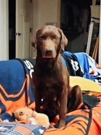 Chocolate Lab Needs New Home!