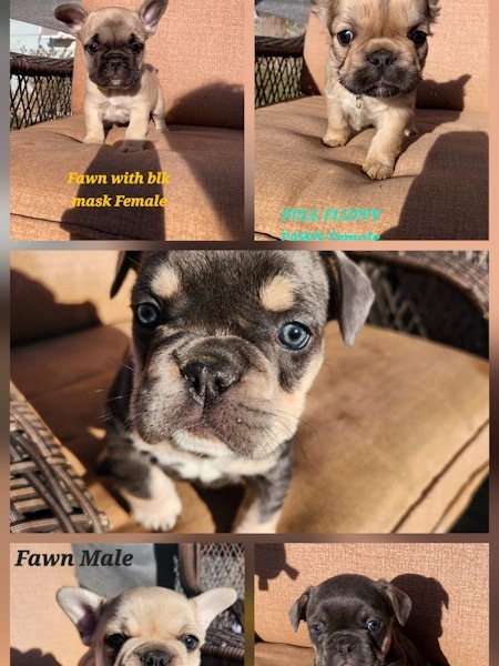 AKC French Bulldog