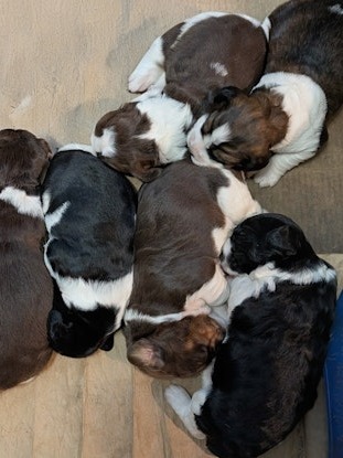 AKC English Springer spaniels