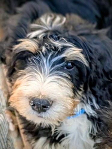 Standard F1 Bernedoodles