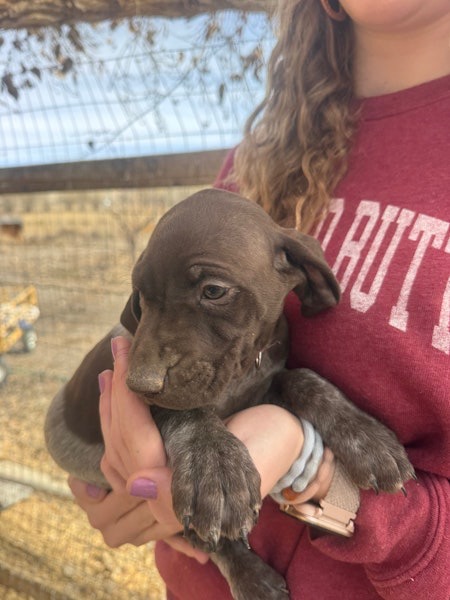 German Shorthair Pointer Puppies
