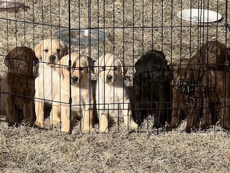 AKC Labs For Sale