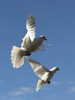 Dove Release