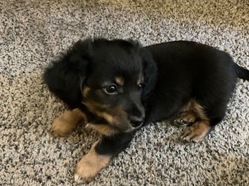 Dachshund Puppy Black and Tan Male