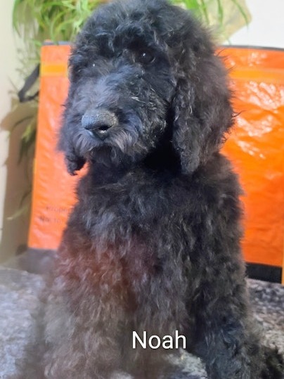 AKC Standard Poodles