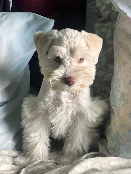 Miniature Schnauzer Puppies