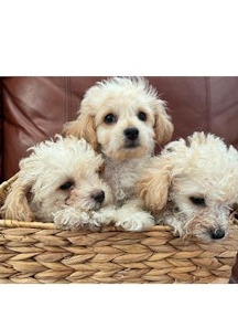 Toy Poodles