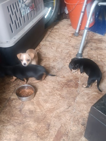 Chihuahua's For Sale