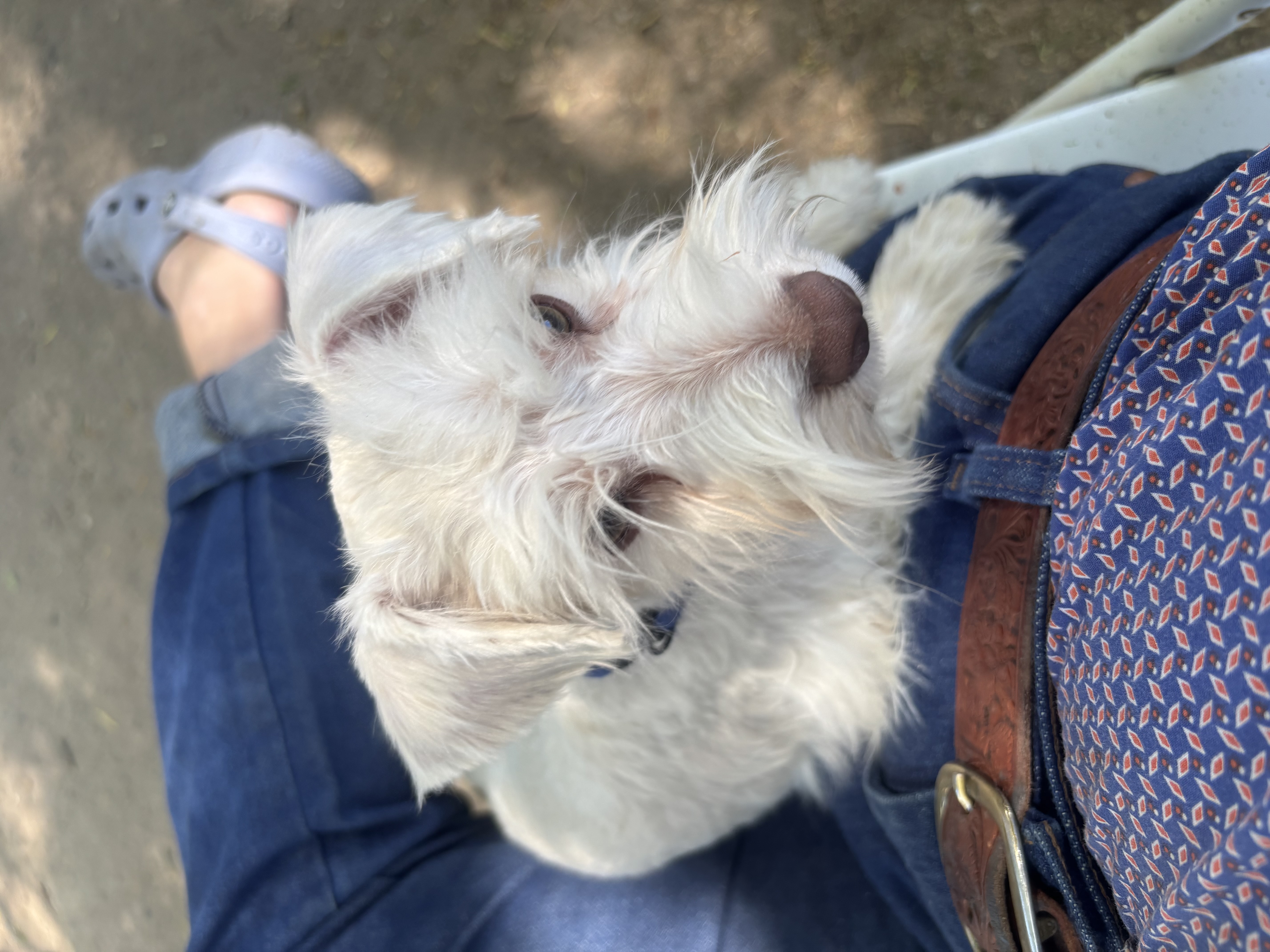 Miniature Schnauzer Puppy