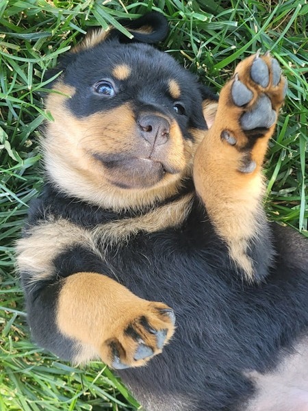 Rottweiler Puppies!