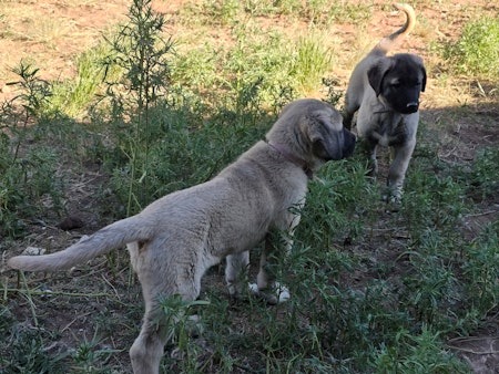 UKC Kangal Puppies