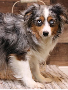 Toy Australian Shepherd puppies
