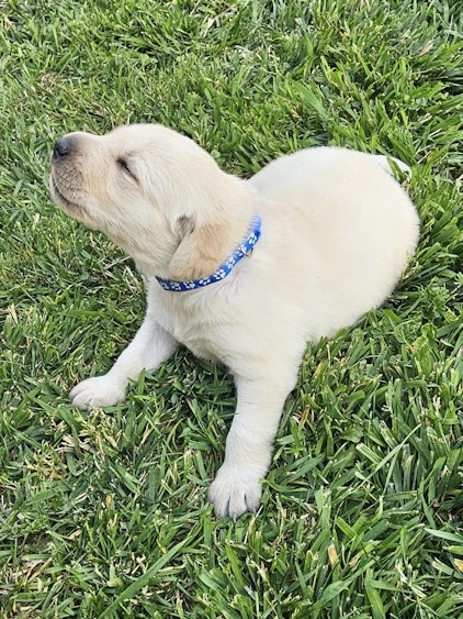 AKC Labrador Retriever Puppies