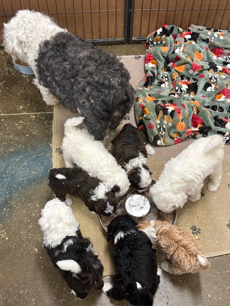 Mini Sheepadoodles