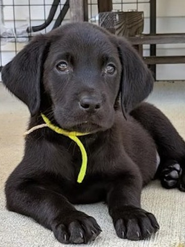 NW CO Labrador Retrievers