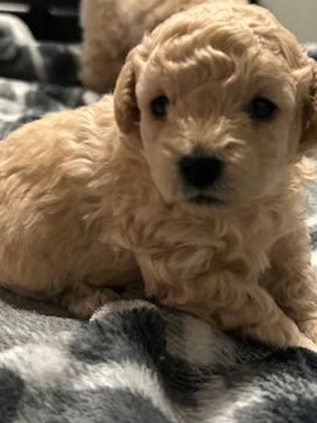 5 Weeks old Toy Poodles