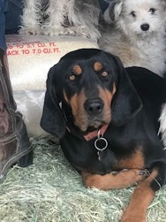 Free 5 year old Black and Tan Coon Hound