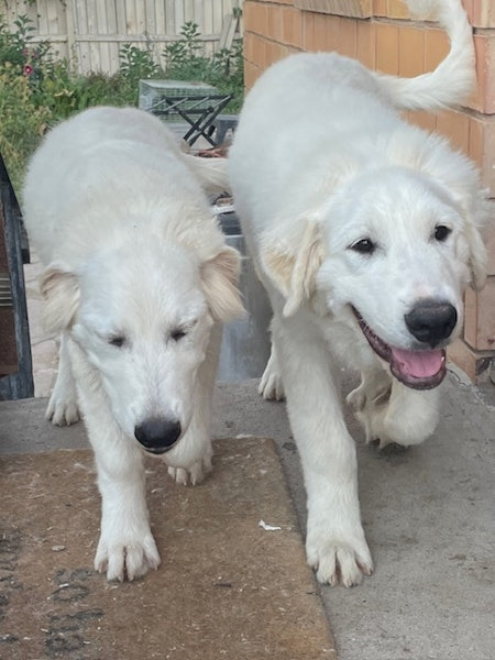 Great Pyrenees