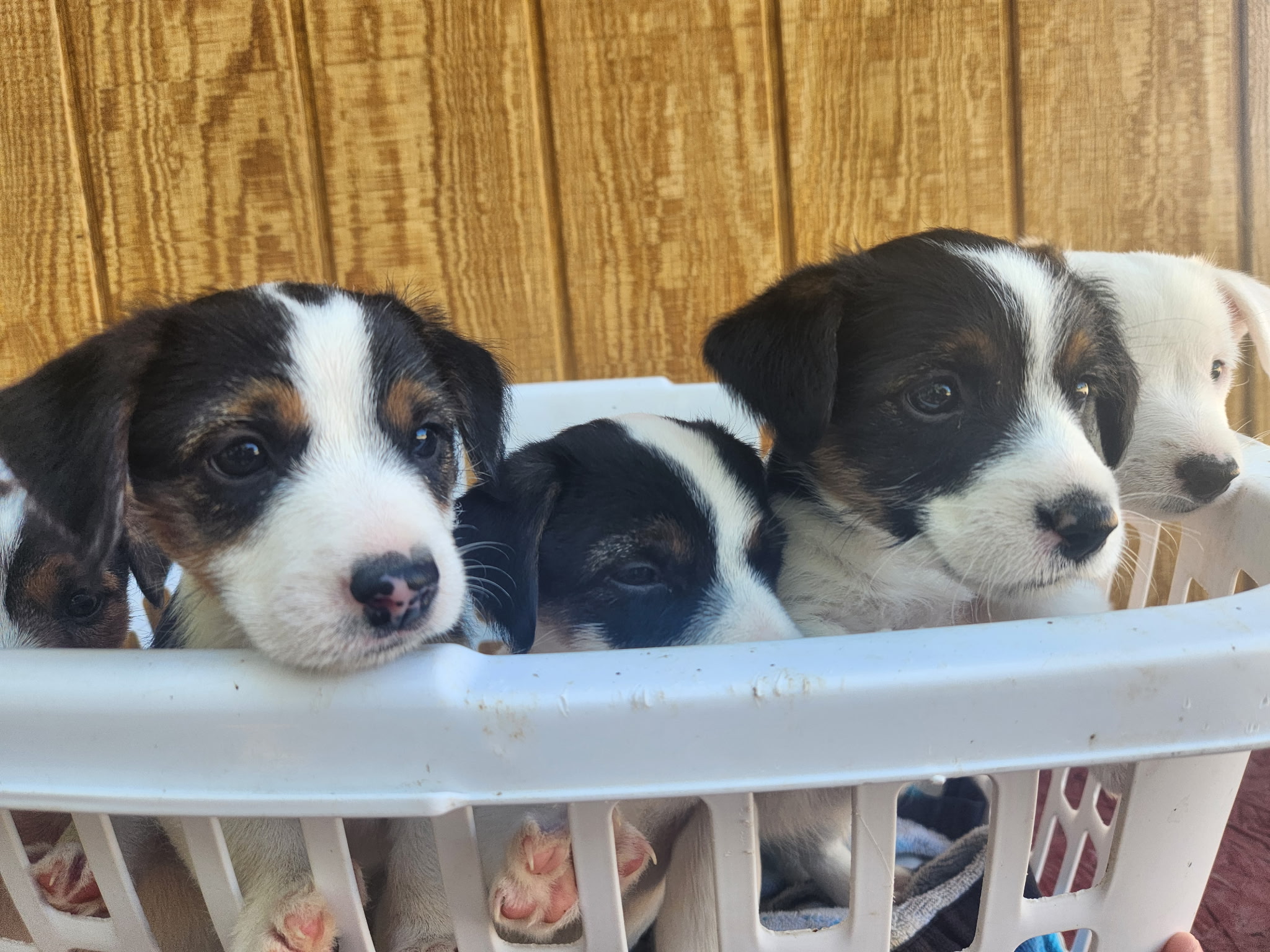 Puppies for Sale