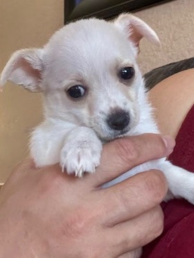 Adorable Chiweenie