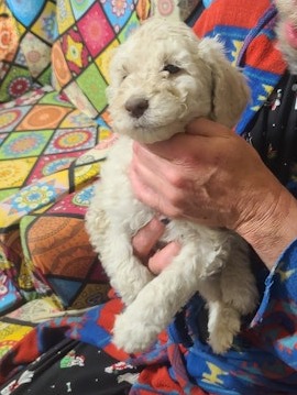 AKC Standard Poodle puppies
