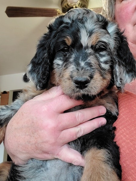 F1 standard Bernedoodles