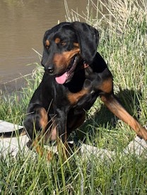 Black and Tan Coon Hound