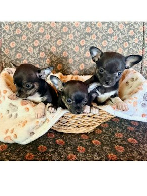PUPPIES FOR SALE