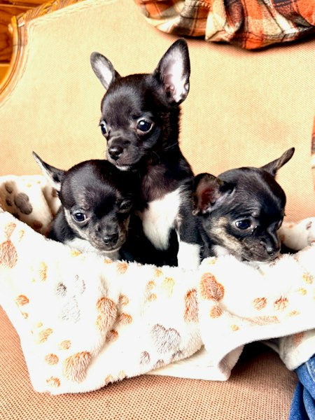 CHIHUAHUAS FOR SALE